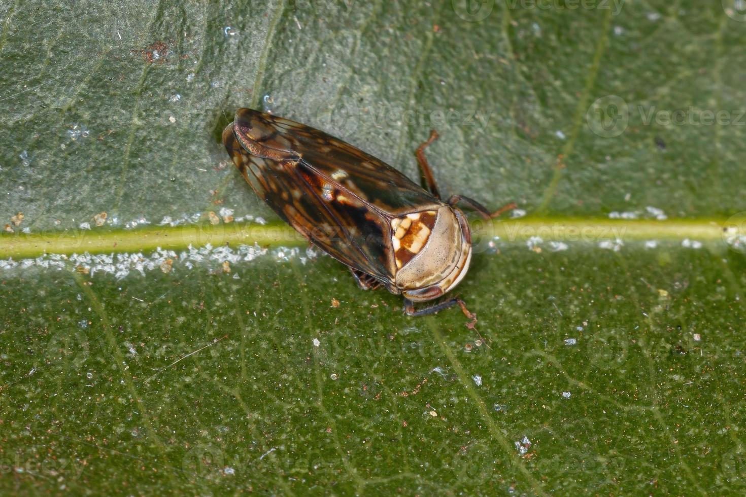 Small Typical Leafhopper photo