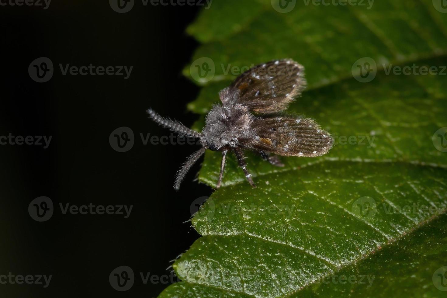 midge de polilla de baño para adultos foto