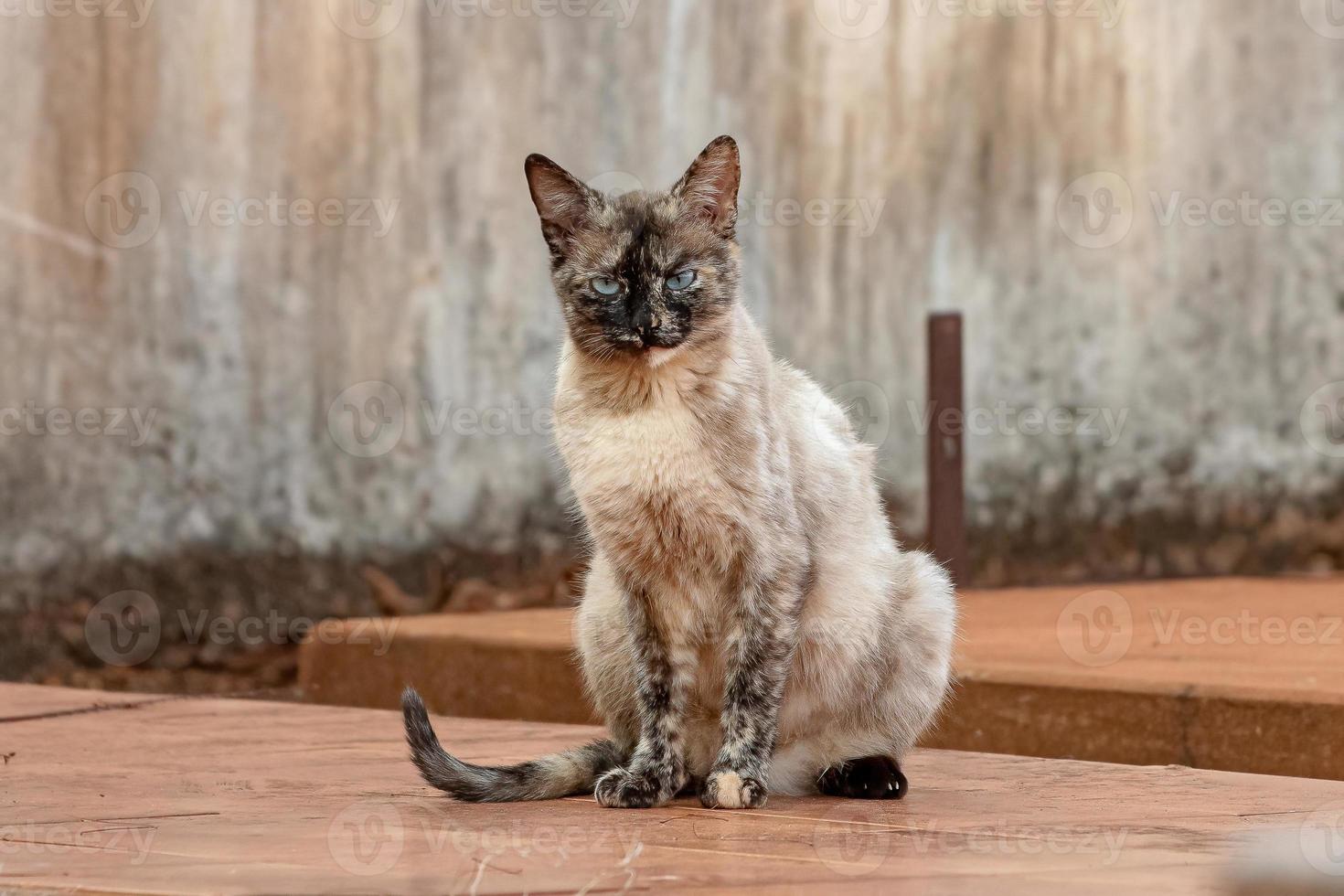 Feral domestic cat photo