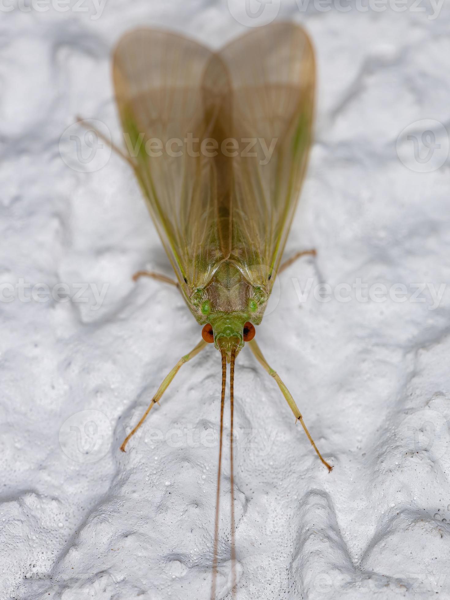 Adult Green Caddisfly 3812775 Stock Photo at Vecteezy