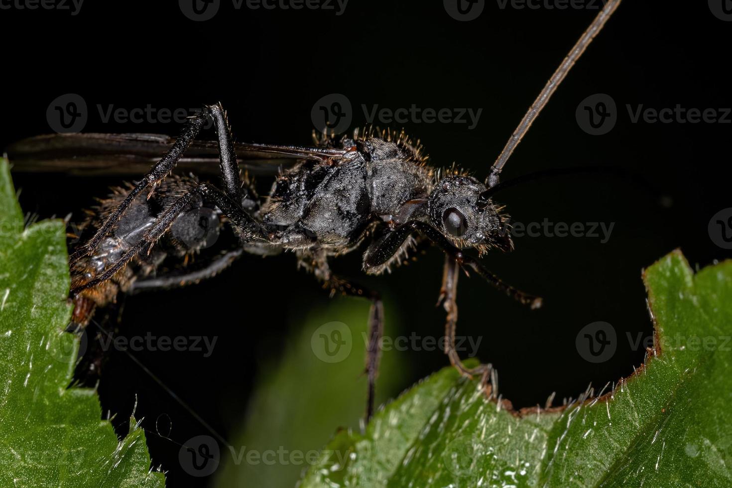 hormiga ectatommina macho alada adulta foto