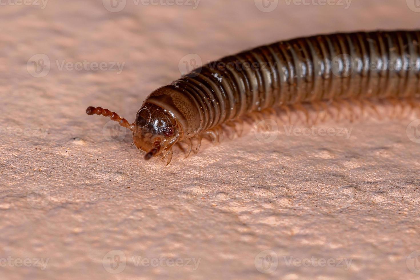 Brazilian Parajulid Millipede photo