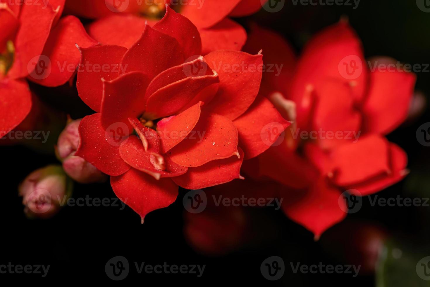 Flaming Katy Flower photo