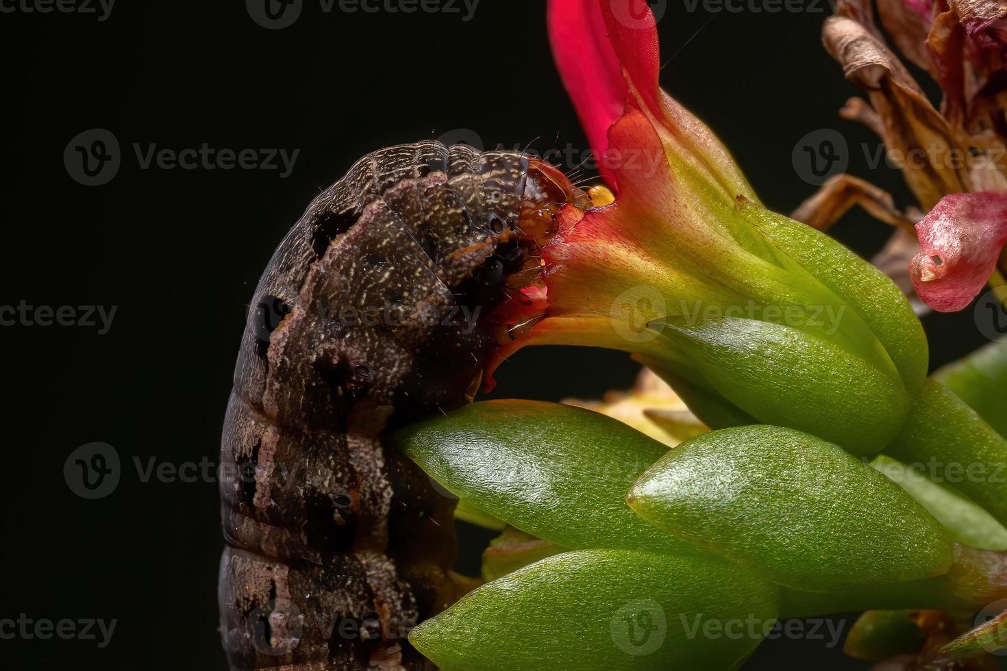oruga comiendo una flor roja foto