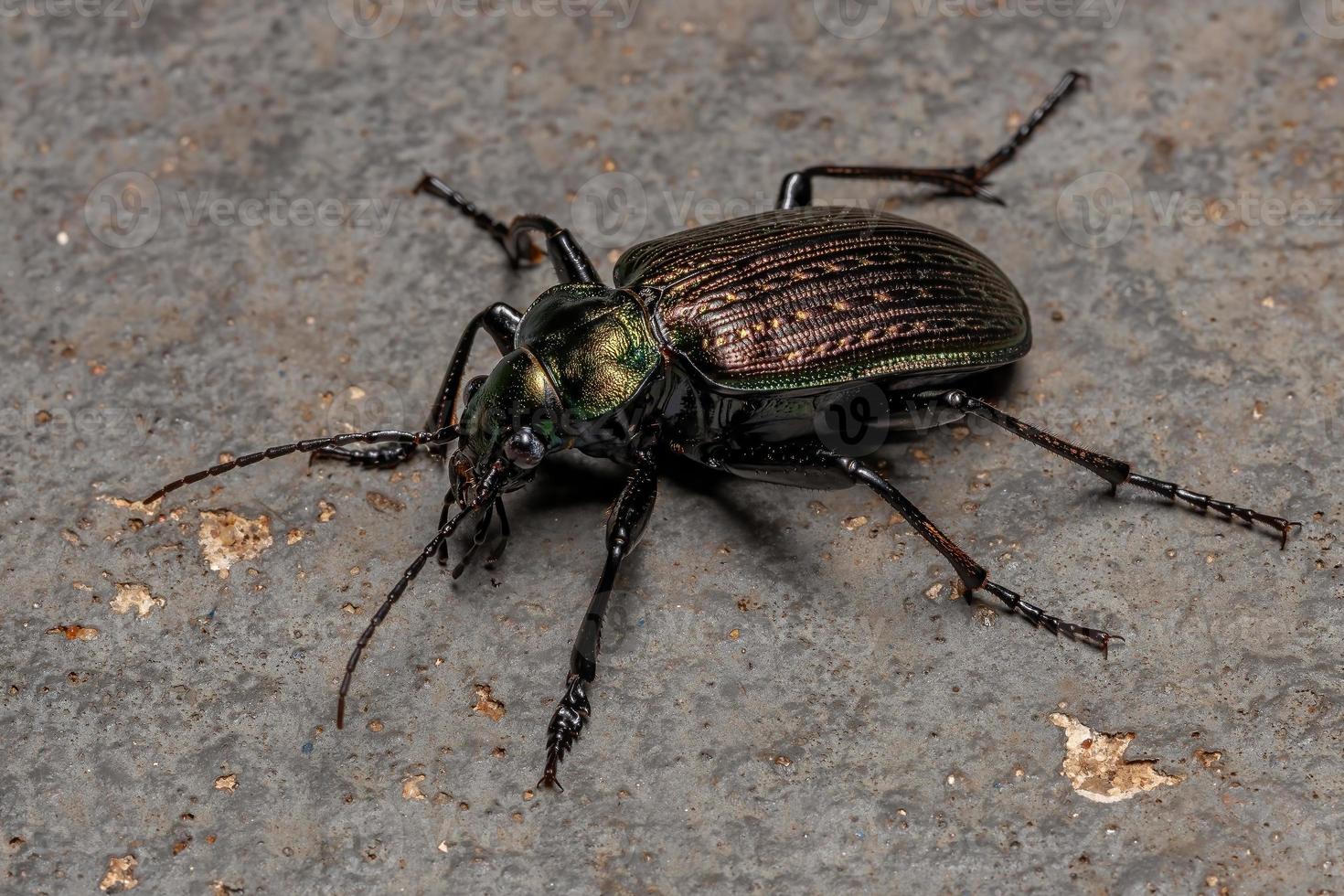 Escarabajo cazador de oruga adulto foto