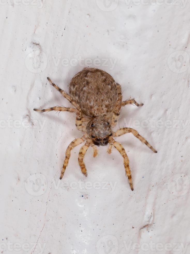 Small Jumping spider photo