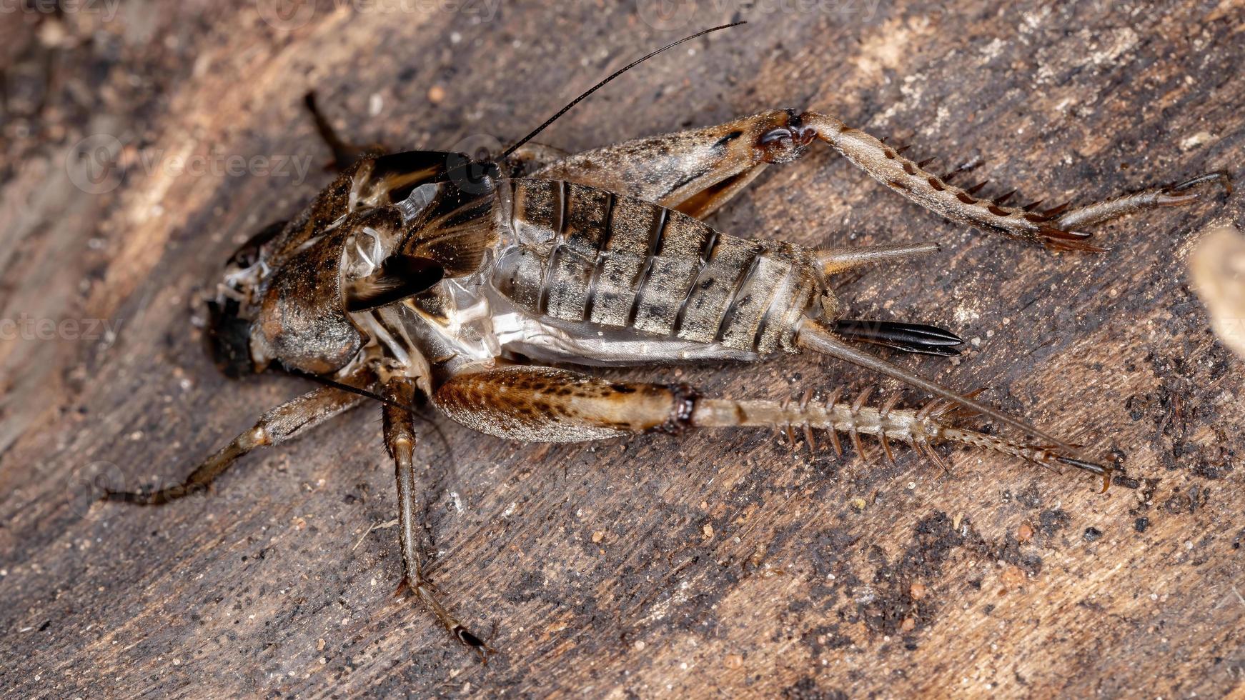 exuviae de grillo de campo femenino foto