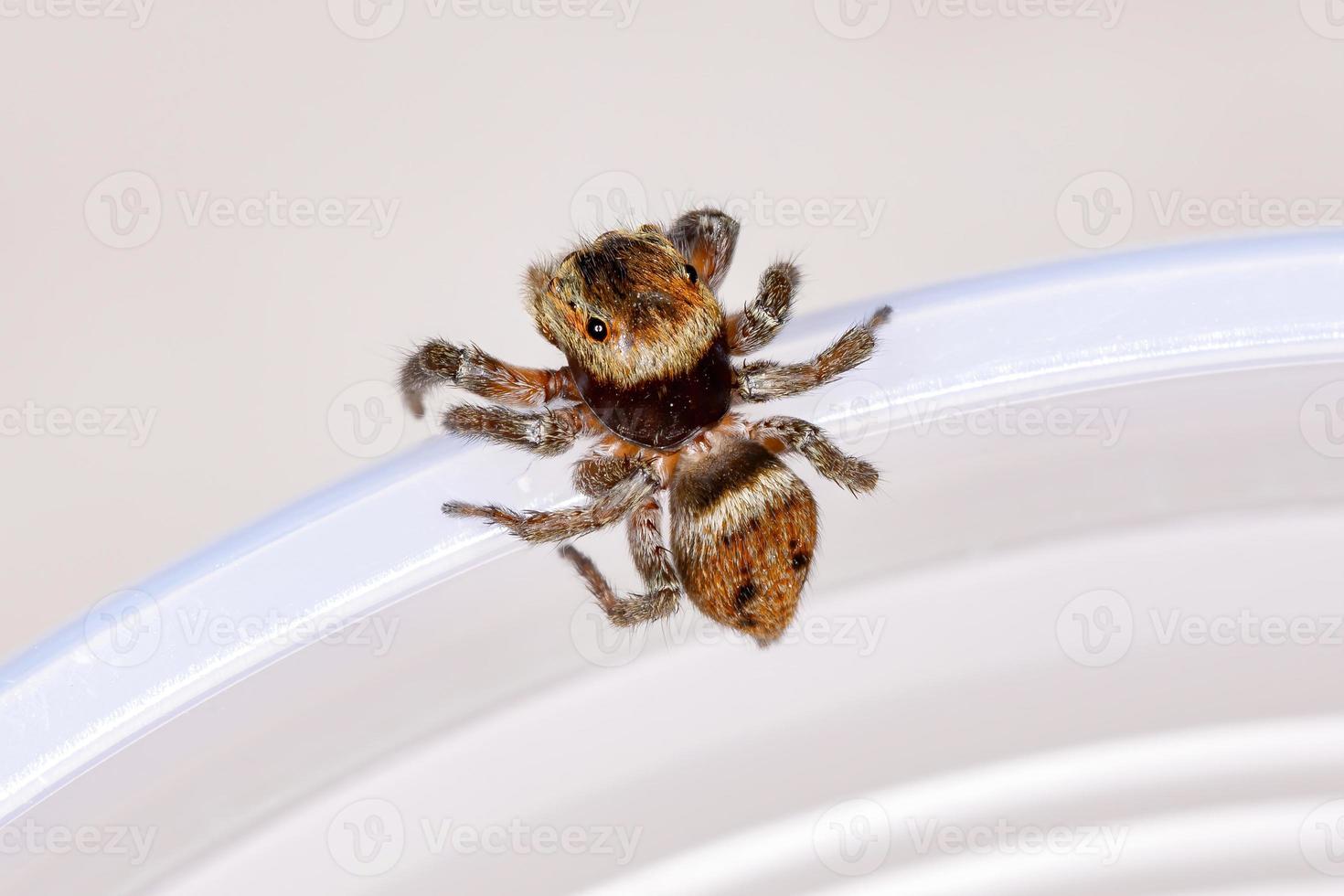 Adanson House Jumping Spider photo