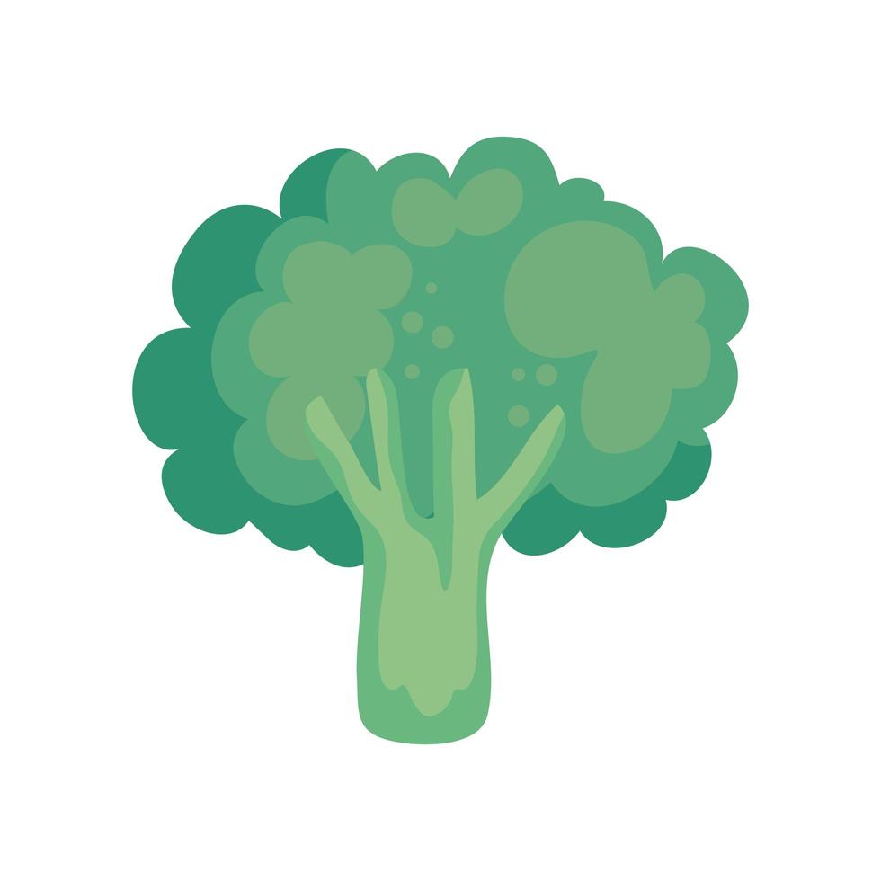 broccoli vegetable icon vector