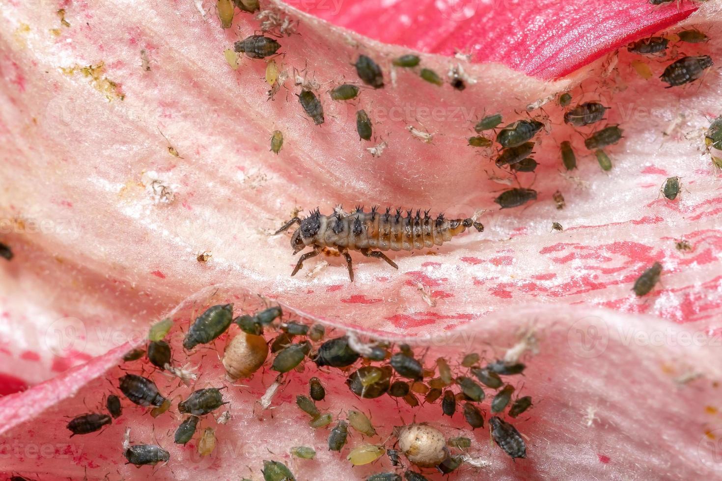 larvas de escarabajo asiático foto