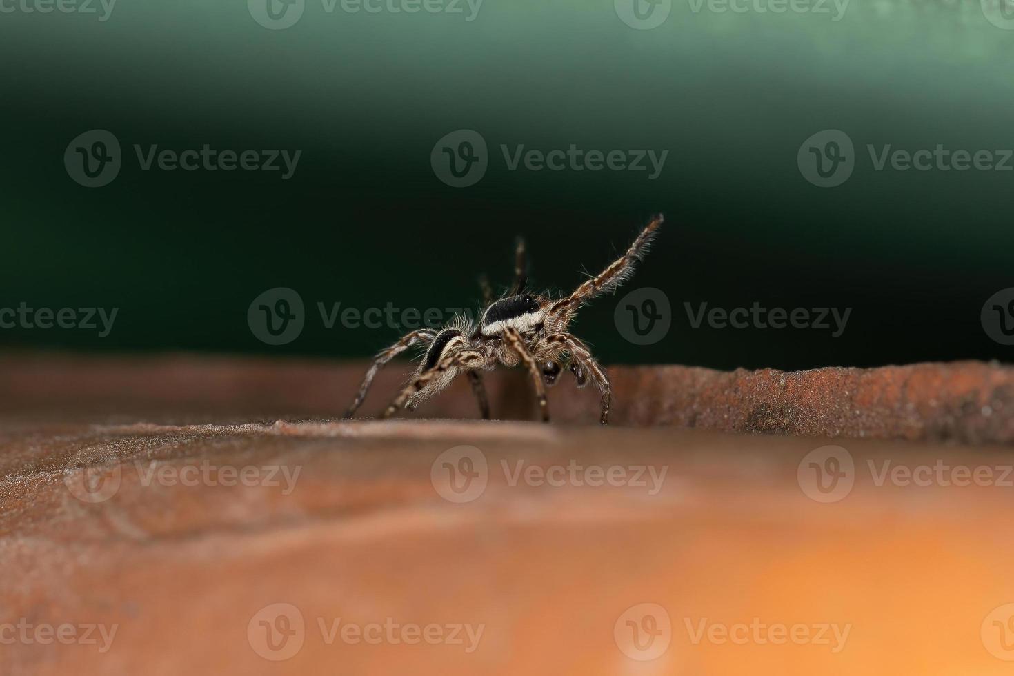 araña saltadora pantropical macho adulto foto