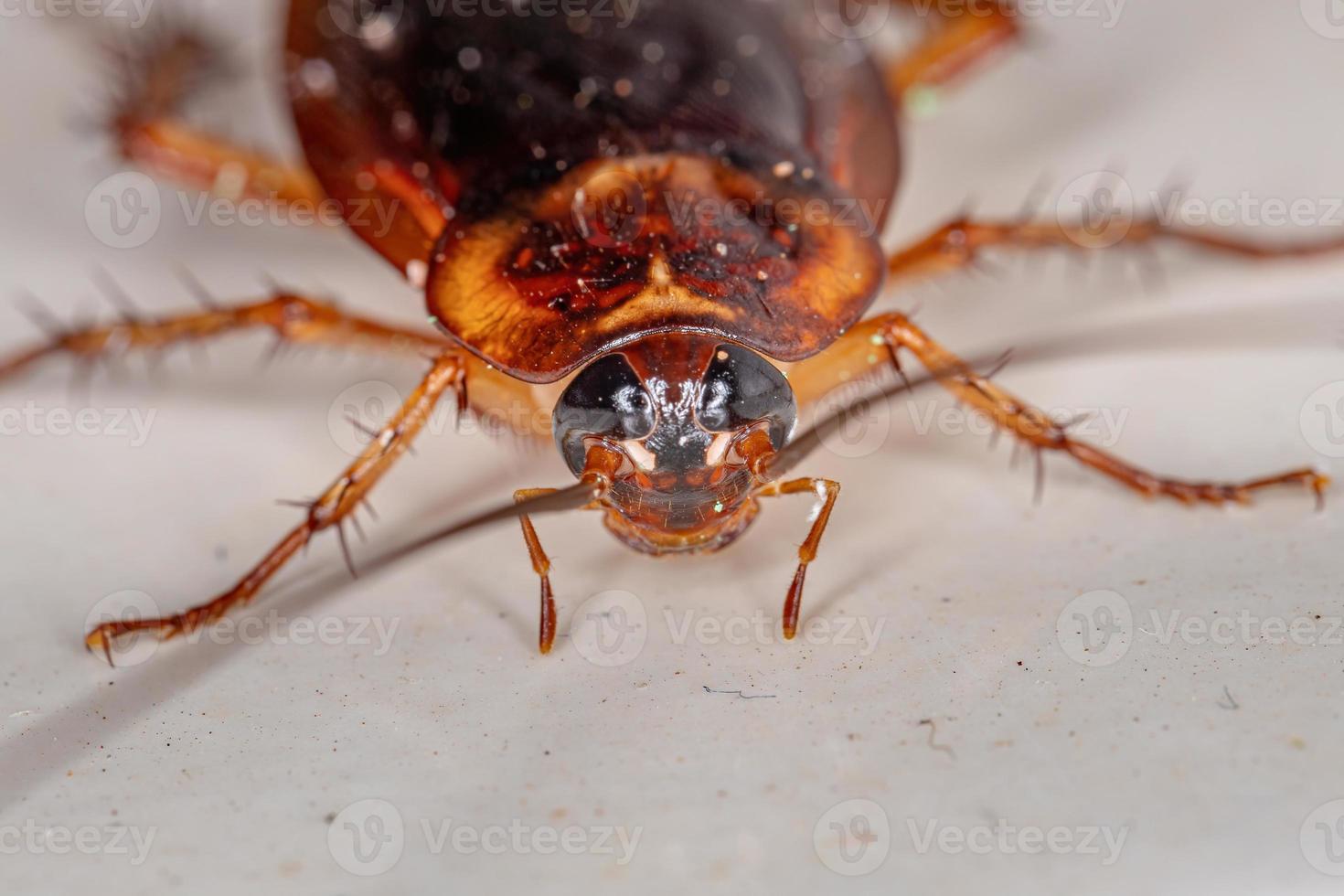 Adult American Cockroach photo