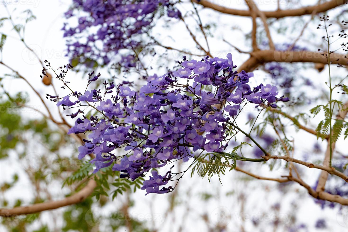 árbol de jacaranda azul foto