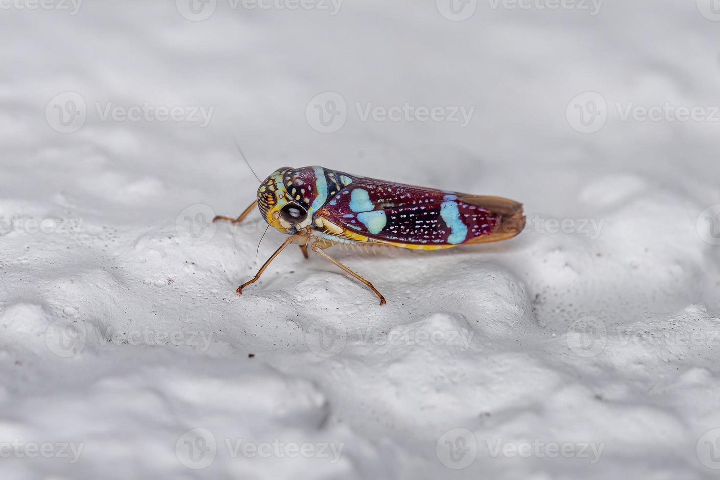 Adult Typical Leafhopper photo