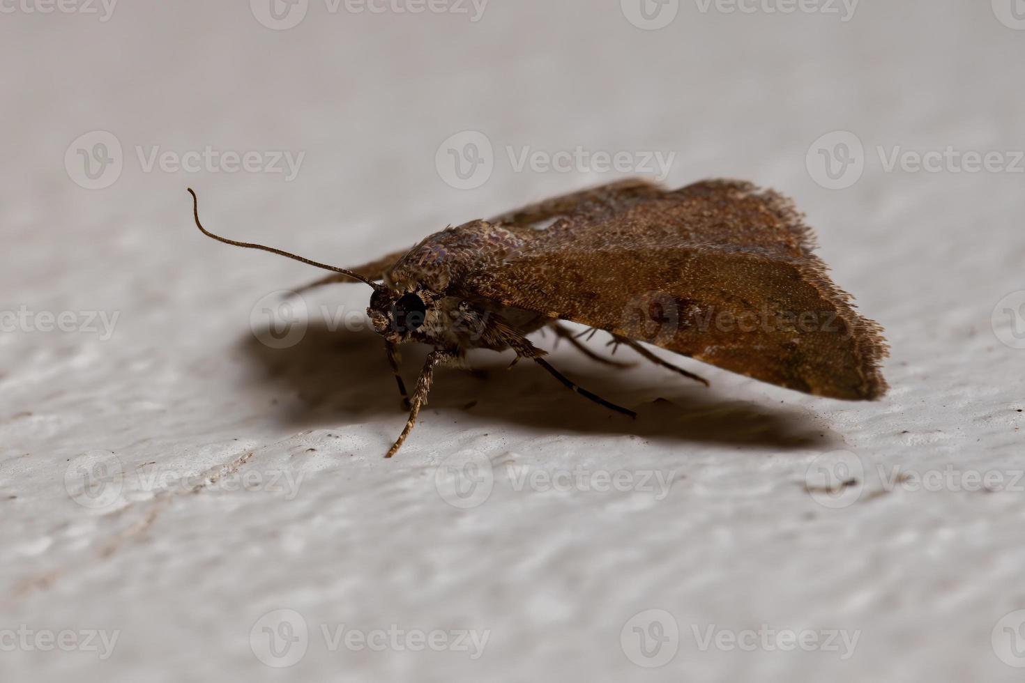 Brazilian brown moth photo