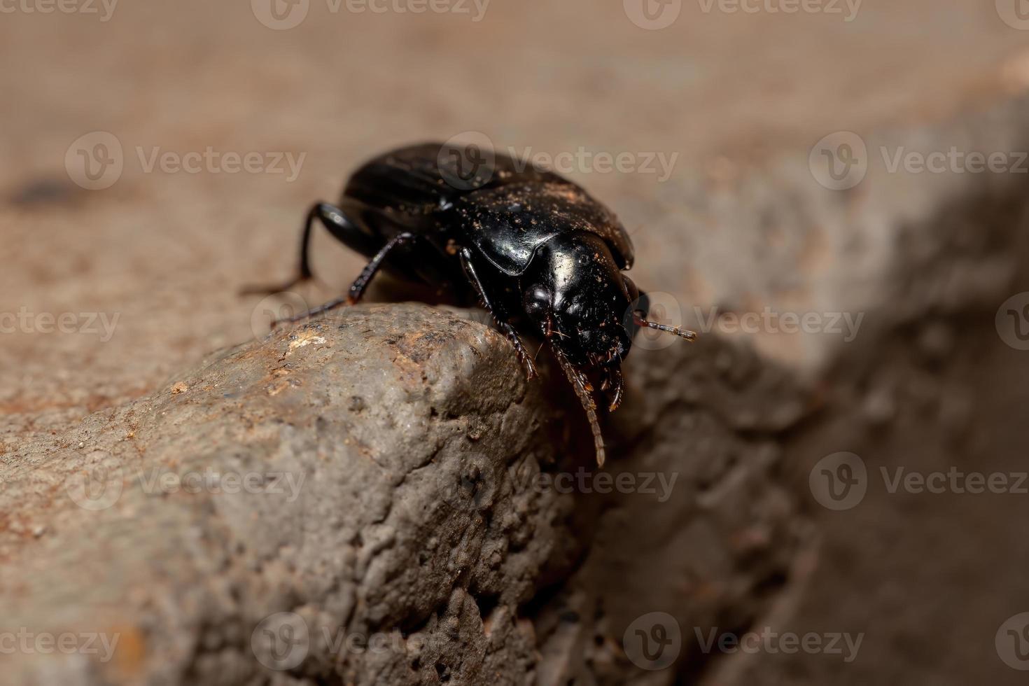 Brazilian Ground Beetle photo