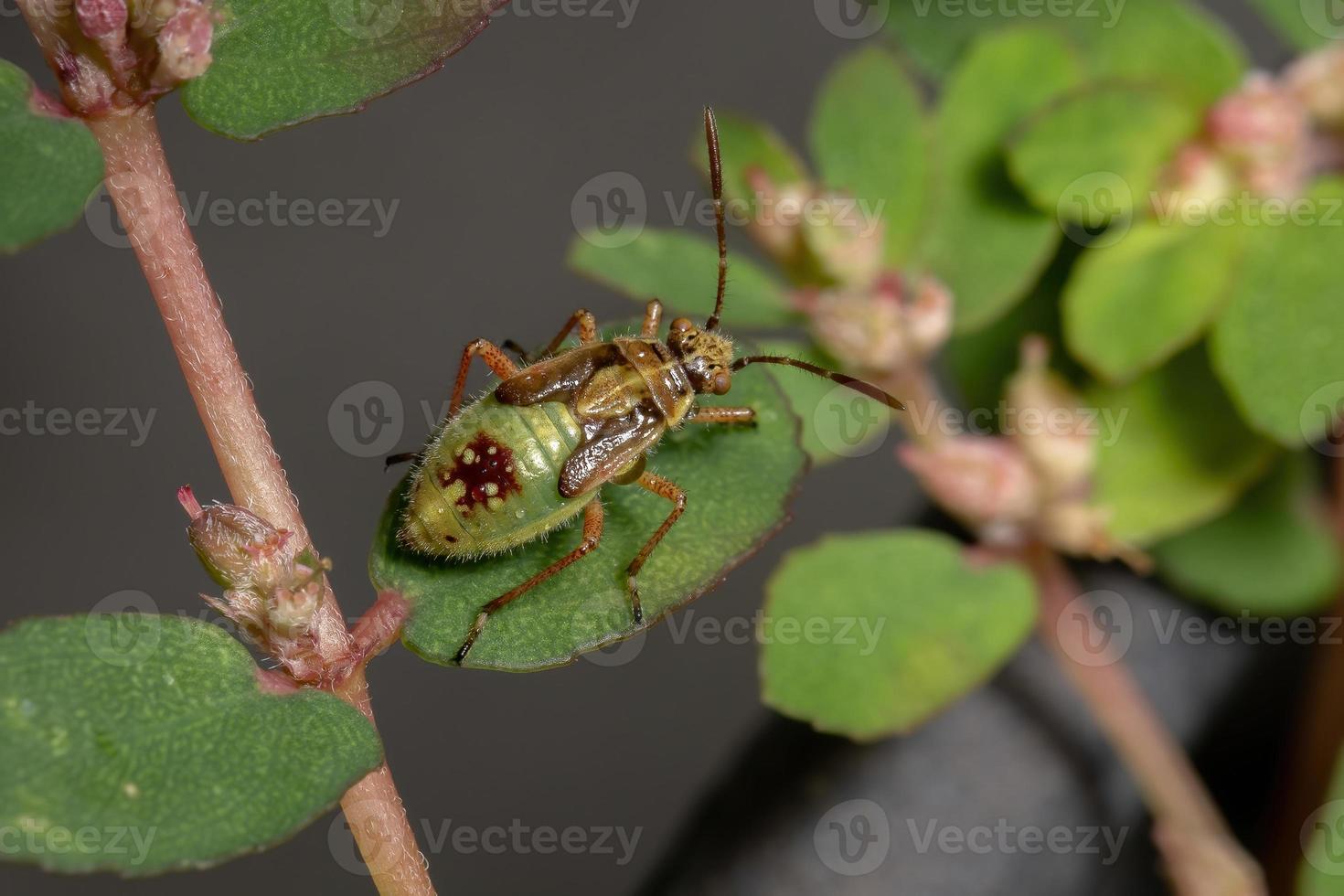 ninfa del insecto de la planta sin olor foto