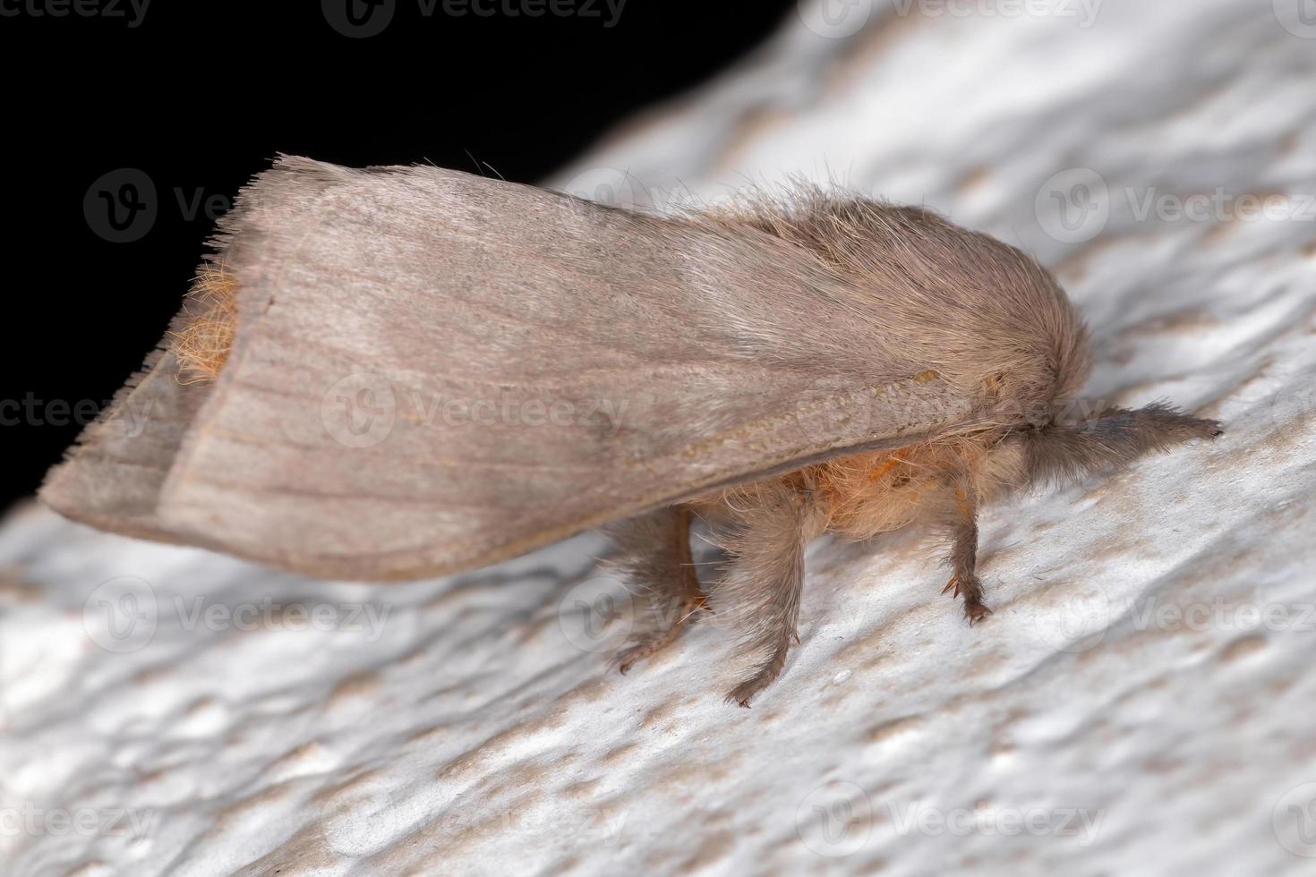 White Adult Moth photo