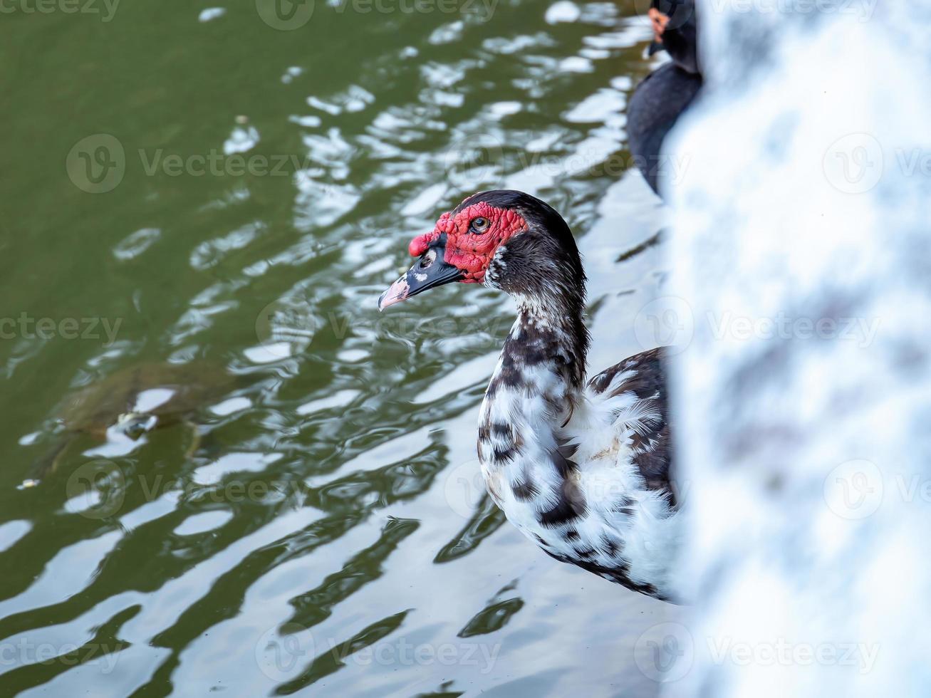 Domestic Muscovy Duck photo