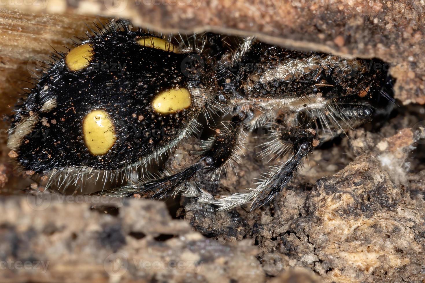 Adult Velvet Ant photo