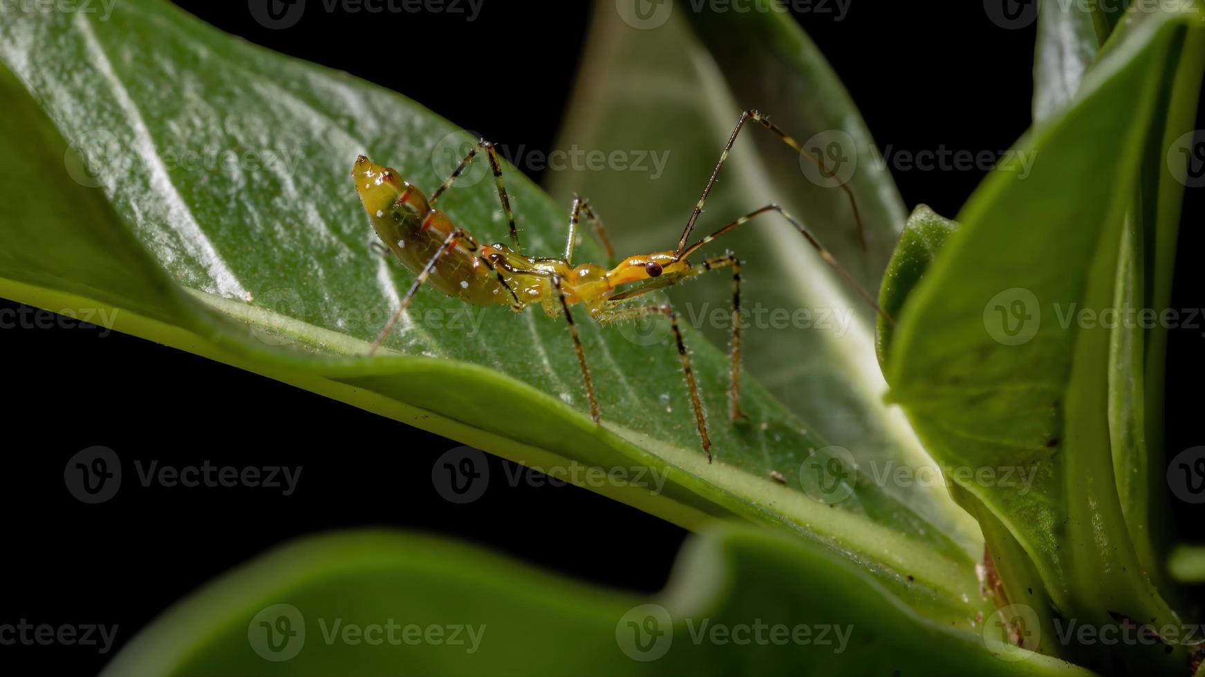 Assassin Bug nymph photo