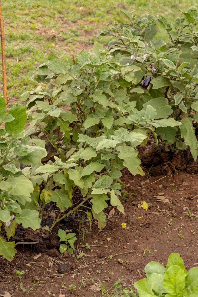 Eggplant grown in soil photo