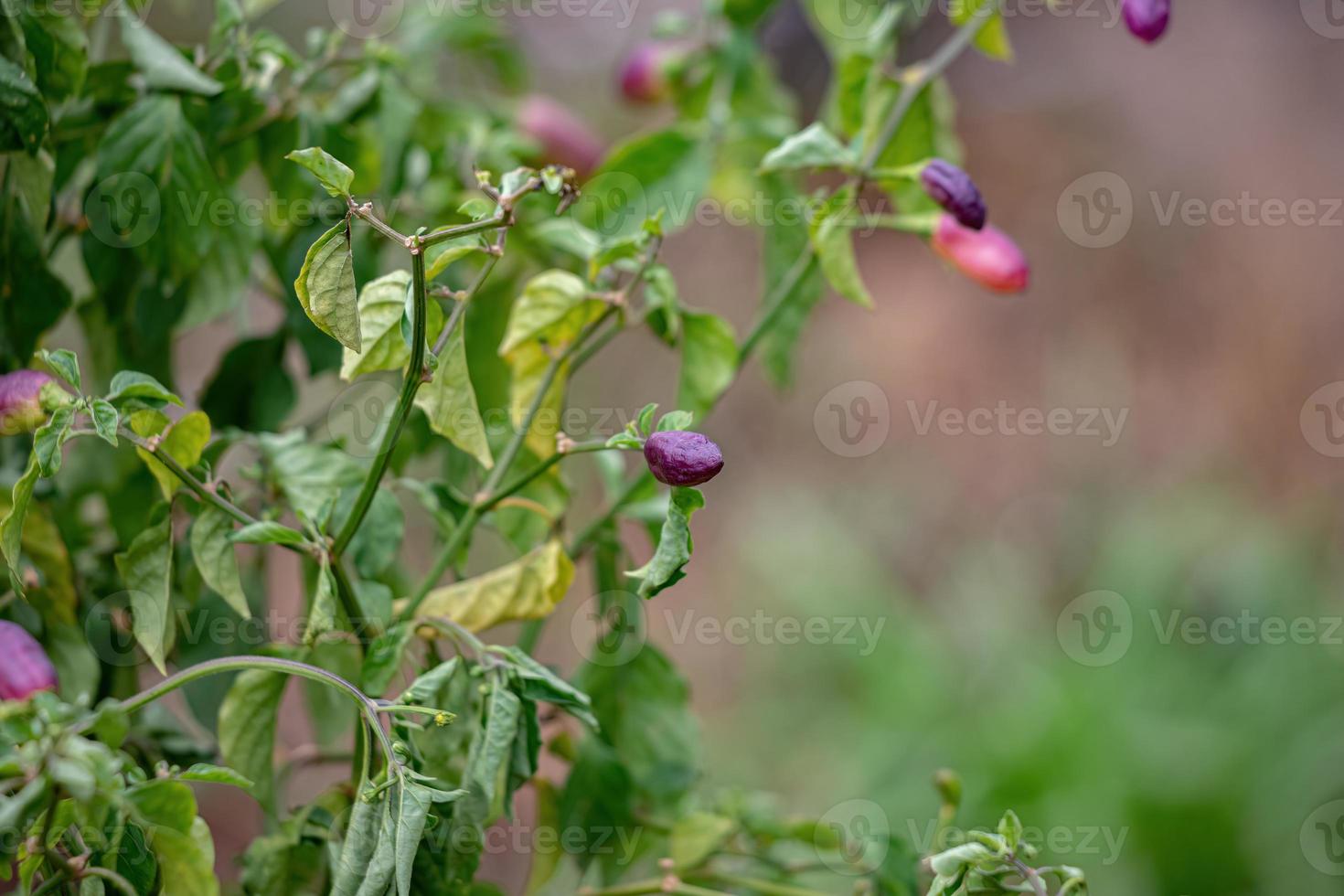 plantas de pimiento con frutas foto