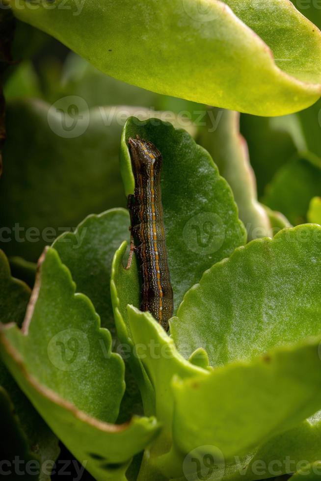 oruga comiendo una hoja foto