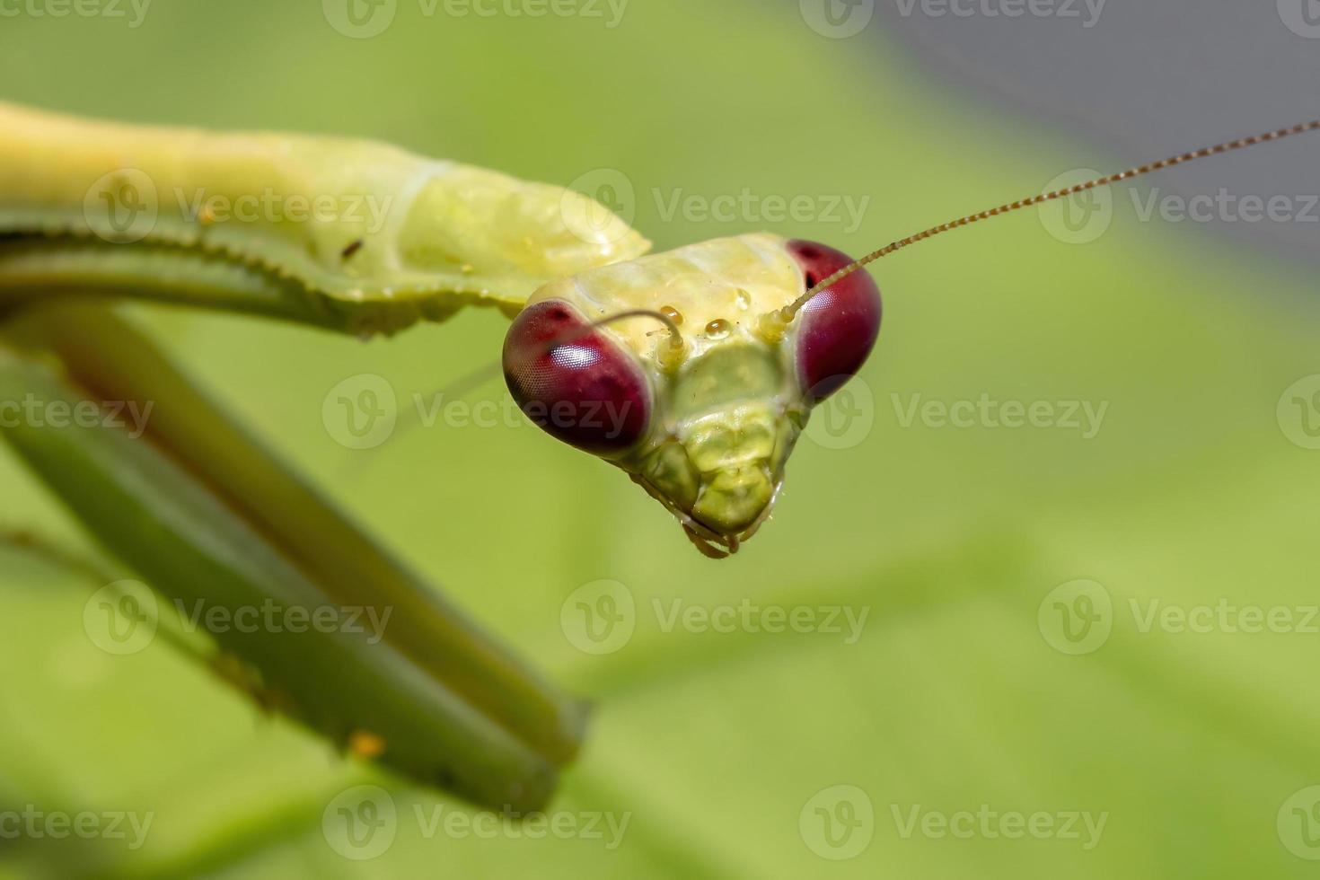 mantis unicornio hembra adulta foto