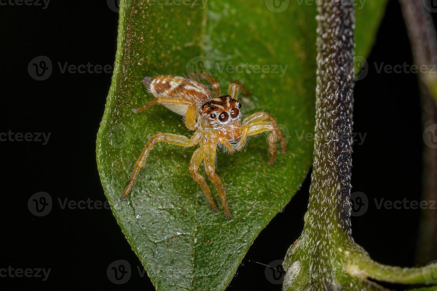 pequeña araña saltadora foto