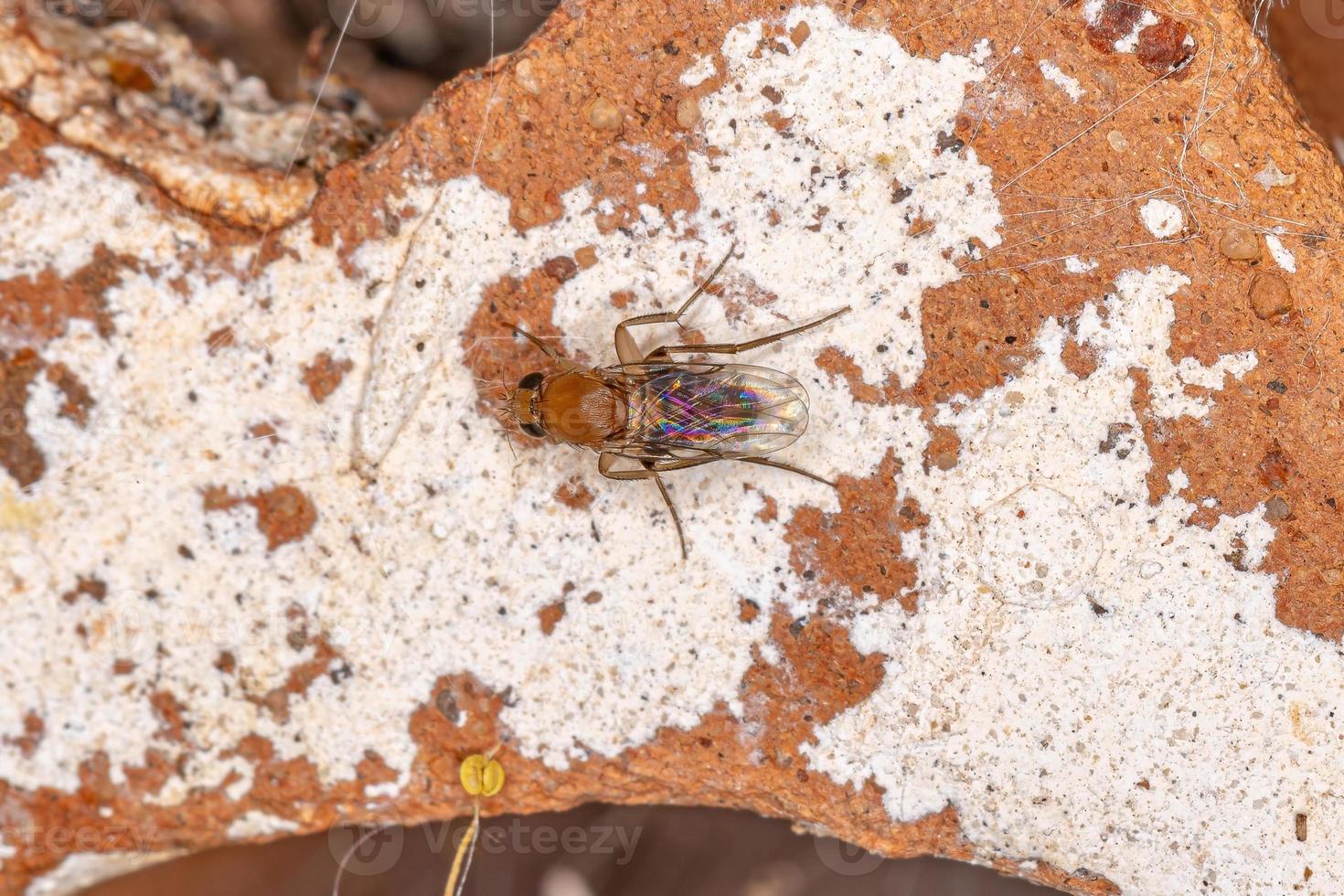 mosca jorobada adulta foto