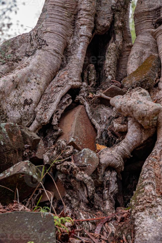 Large dicotyledonous angiosperm tree photo