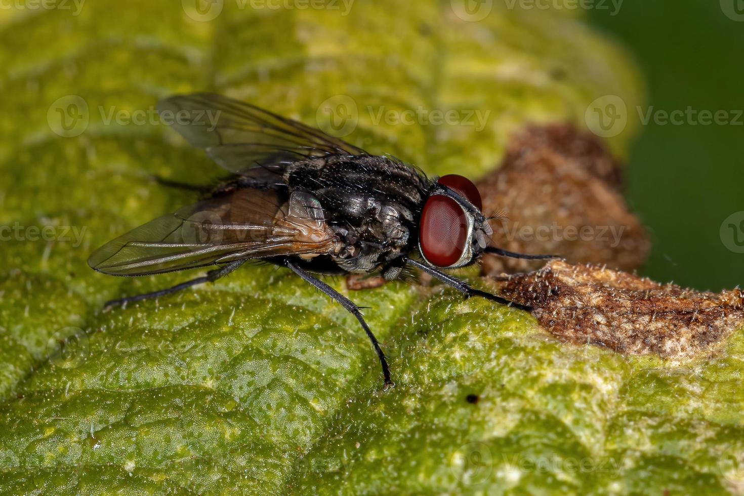 mosca doméstica adulta foto