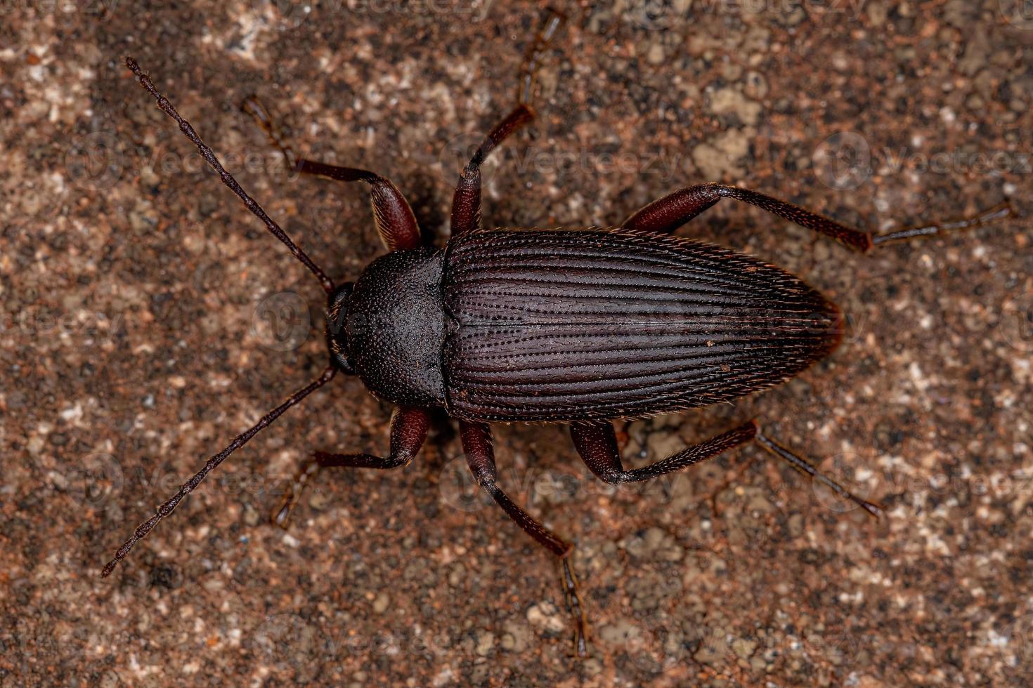 Adult Comb-clawed Darkling Beetle photo