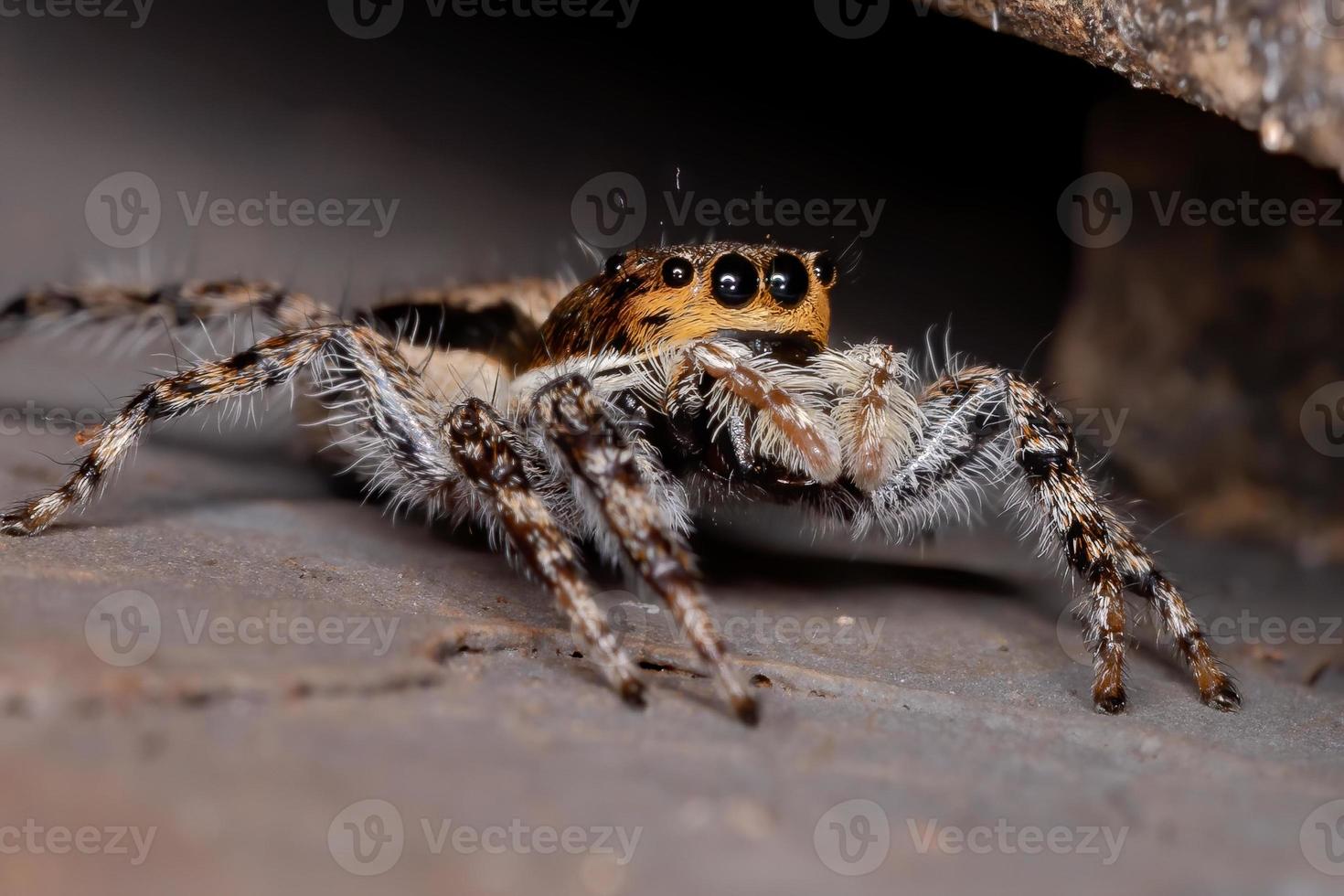 araña saltadora de pared gris foto