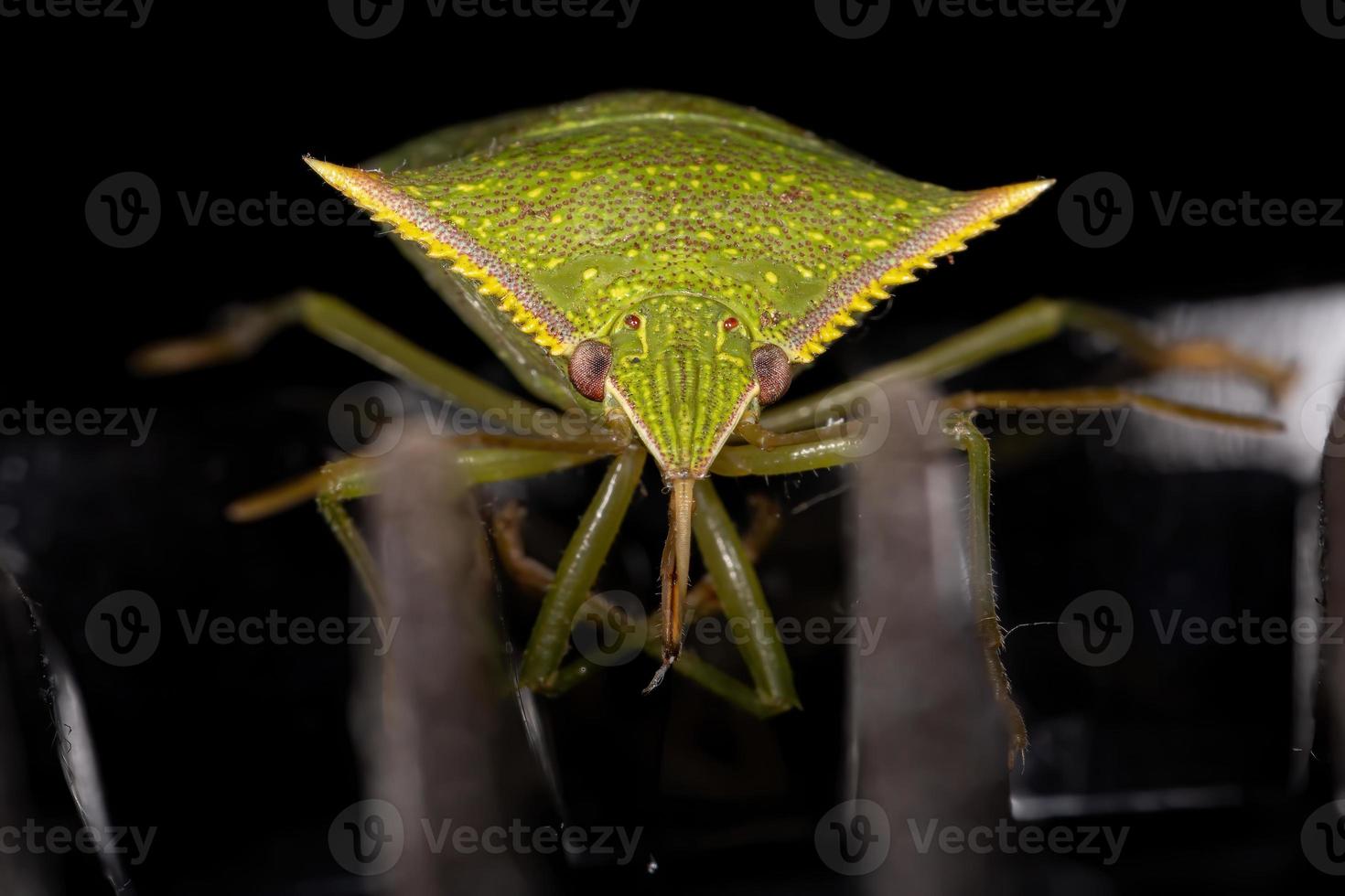 Green Stink Bug photo