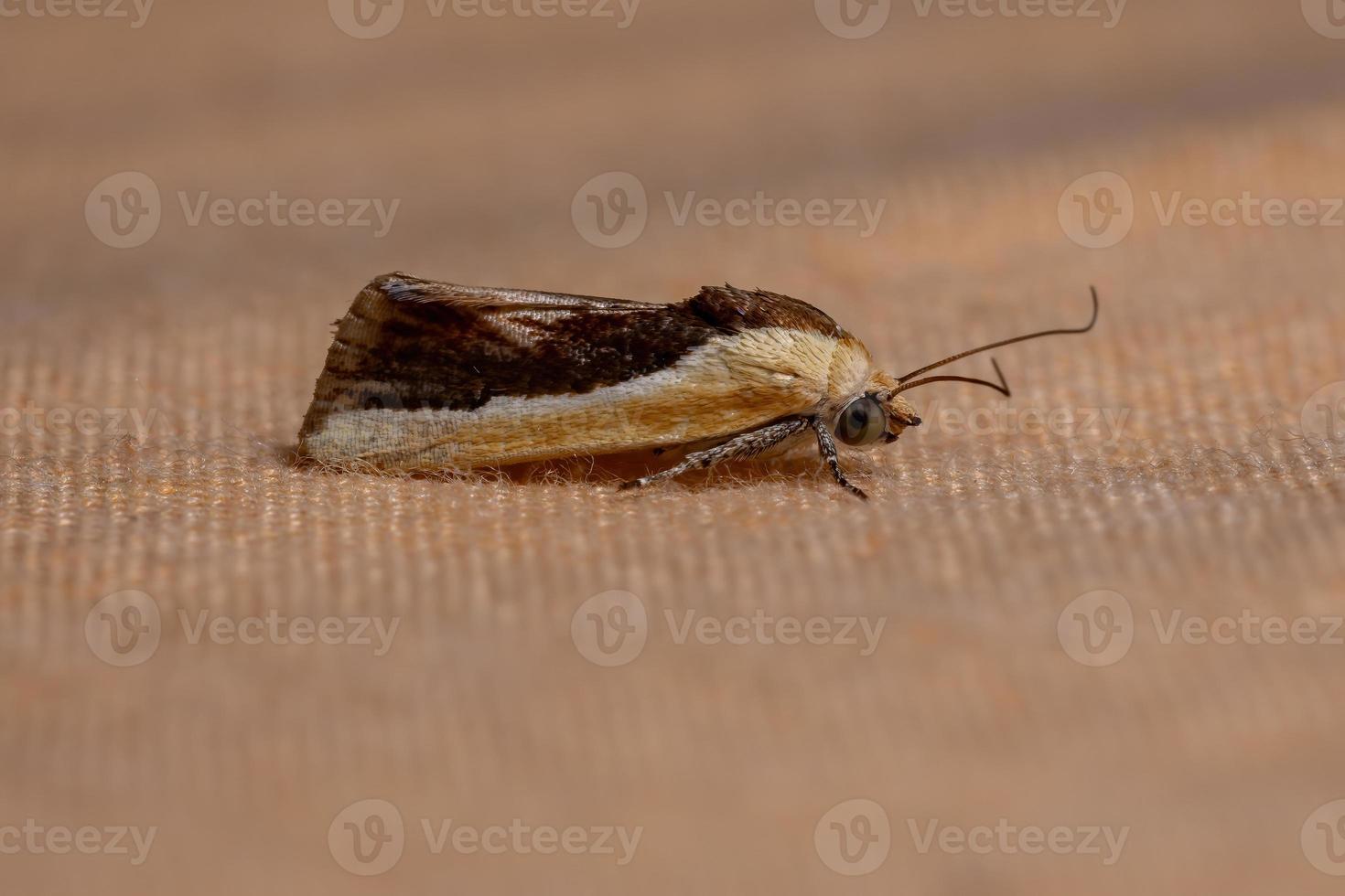 polilla amarilla del gusano cortador foto