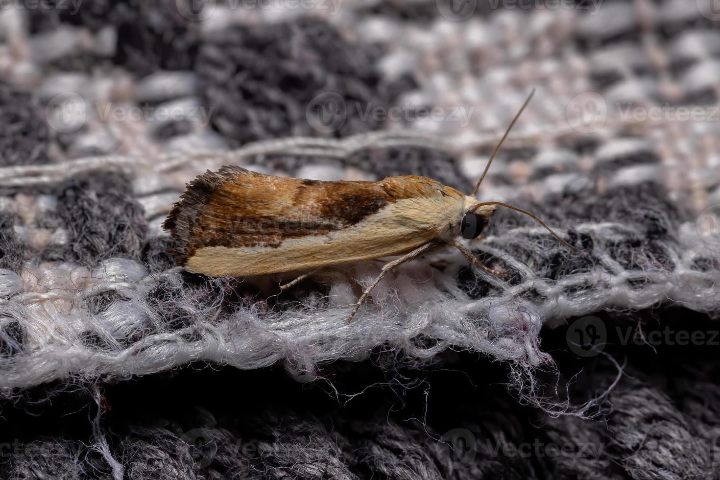 Bicolored Bird-dropping Moth photo