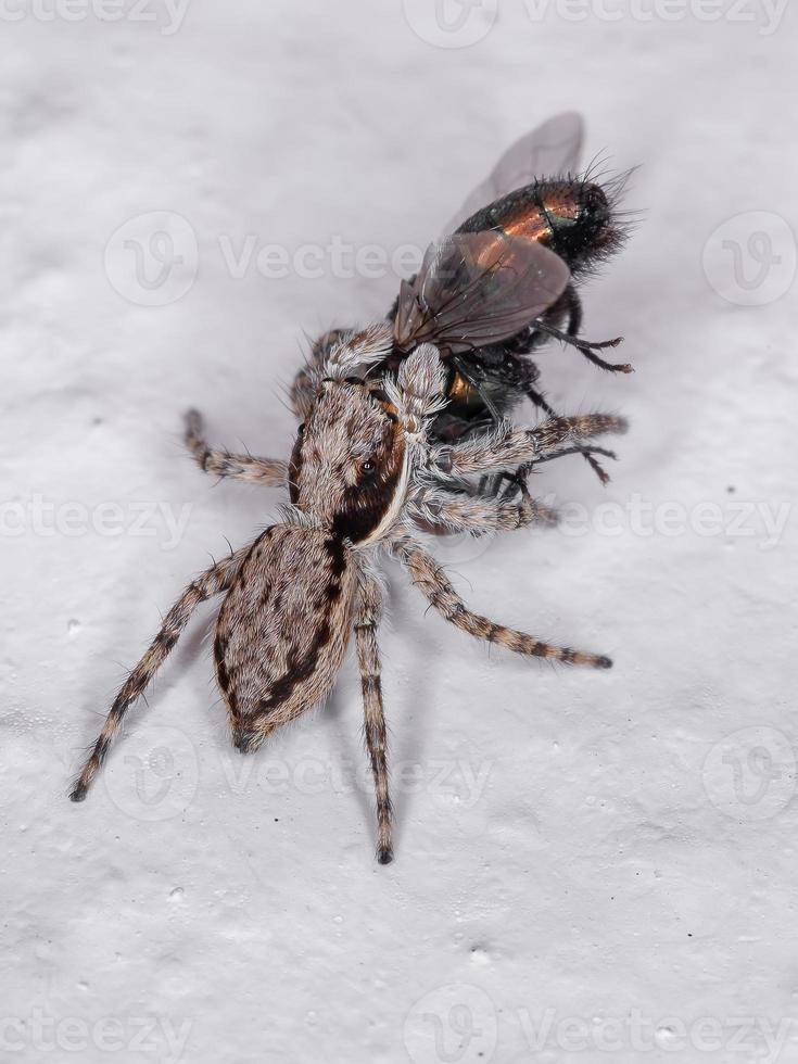 araña saltadora de pared gris foto