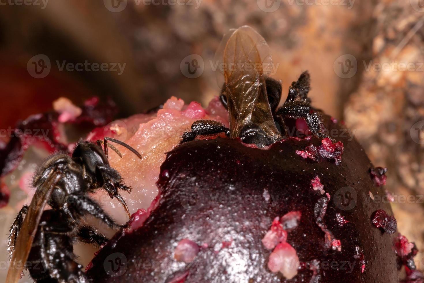 Black Stingless Bee photo