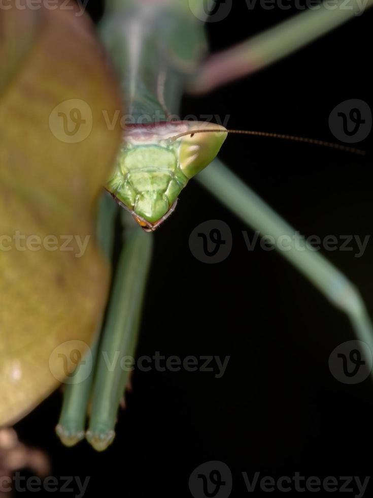 subadulto mantid verde foto