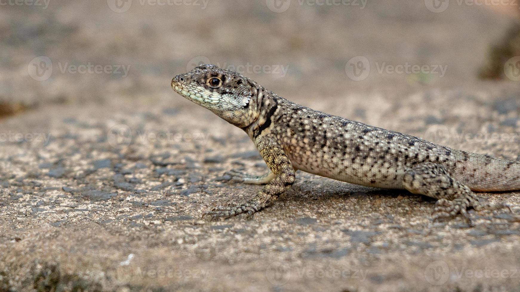 Brazilian ground lizard photo