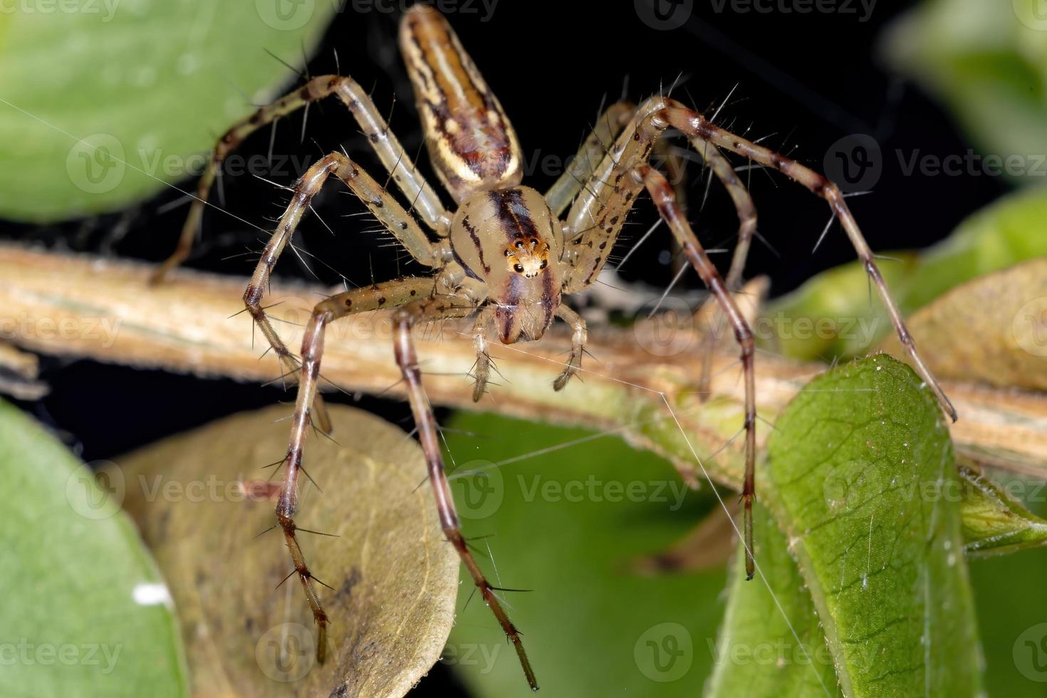 Adult Lynx Spider photo