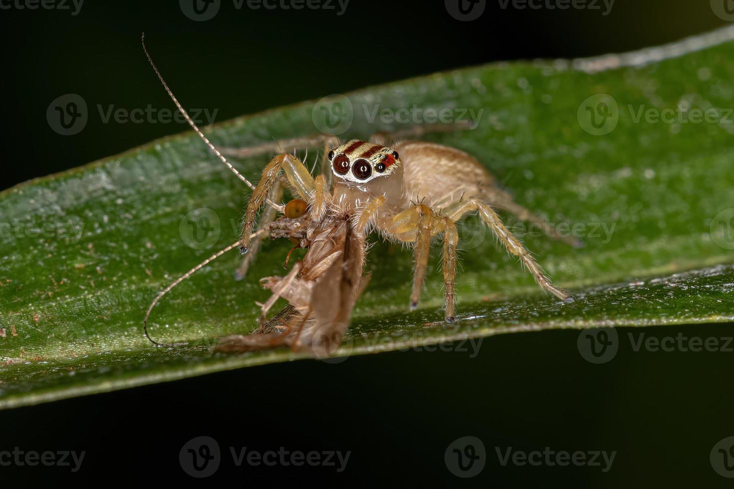 araña saltadora hembra adulta foto