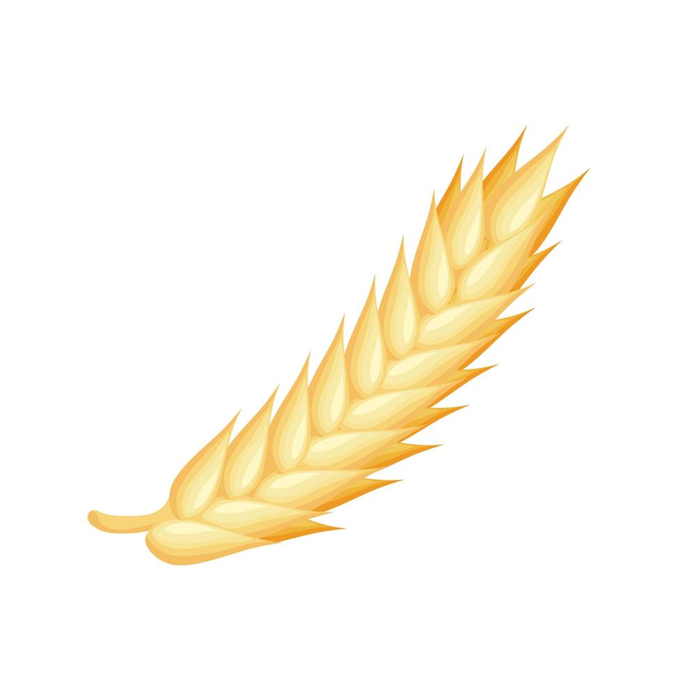 wheat spike isolated vector