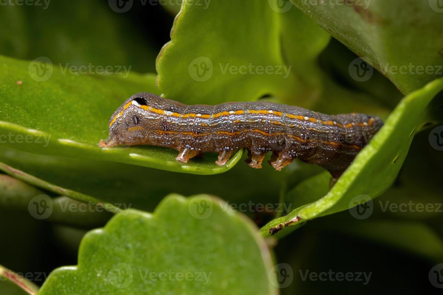 oruga comiendo una hoja foto