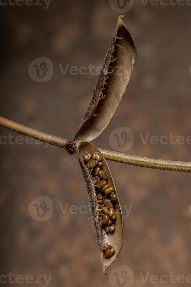 Rattlepods Seeds in macro view photo