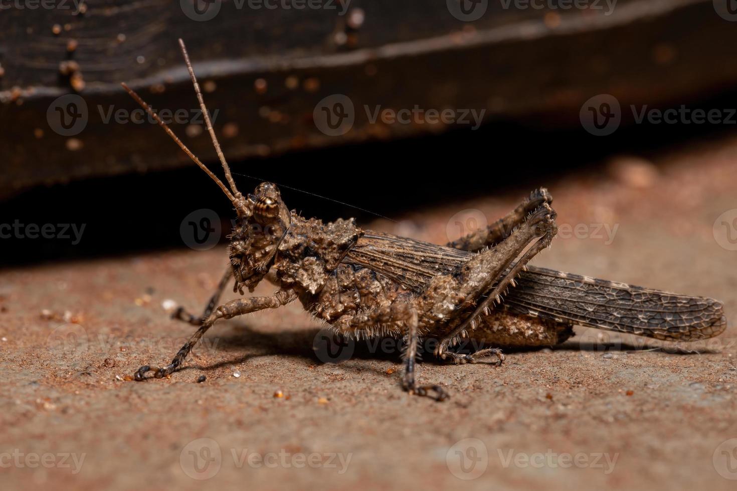 saltamontes de cuernos cortos foto