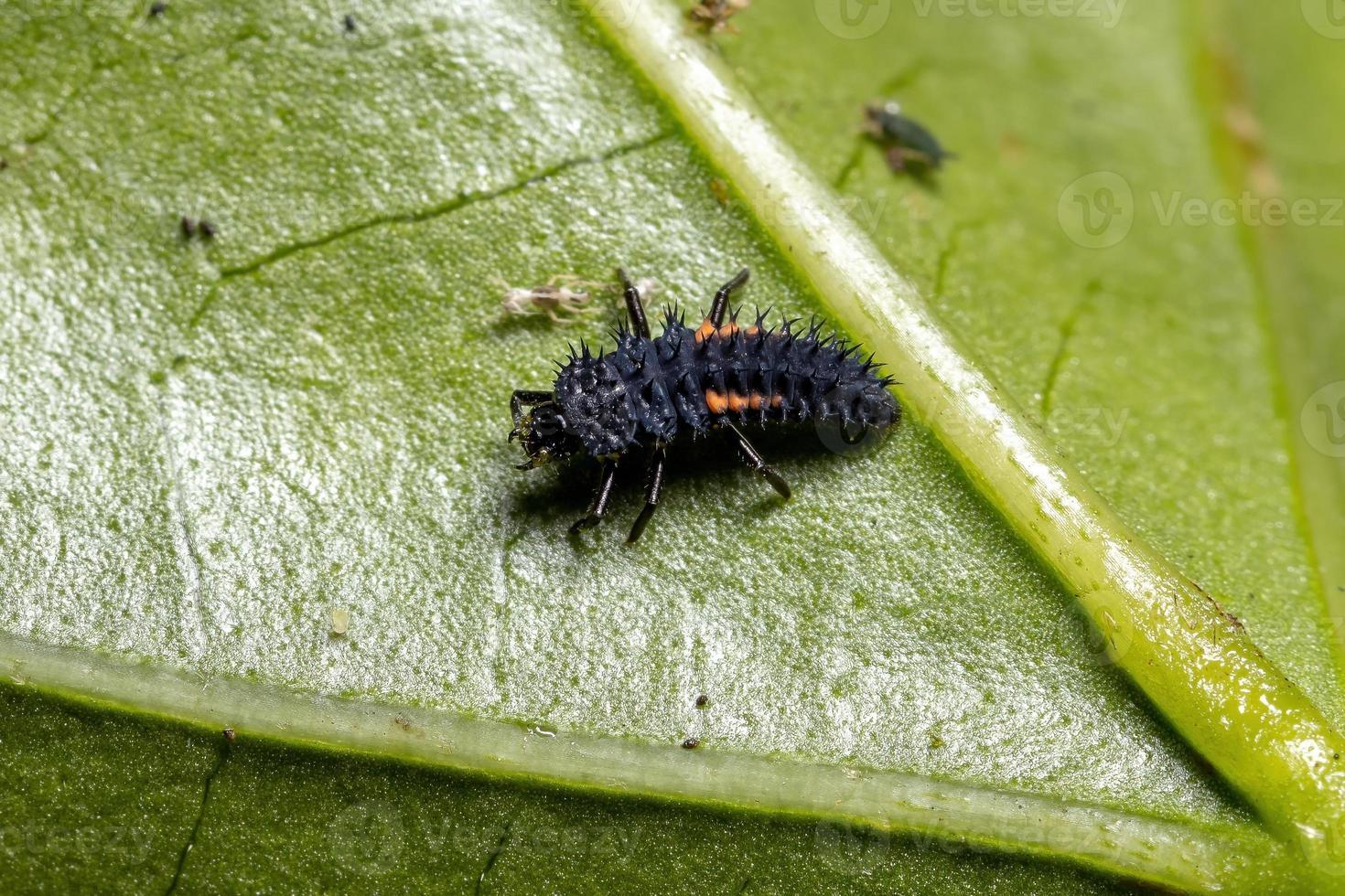 Asian Lady Beetle Larvae photo