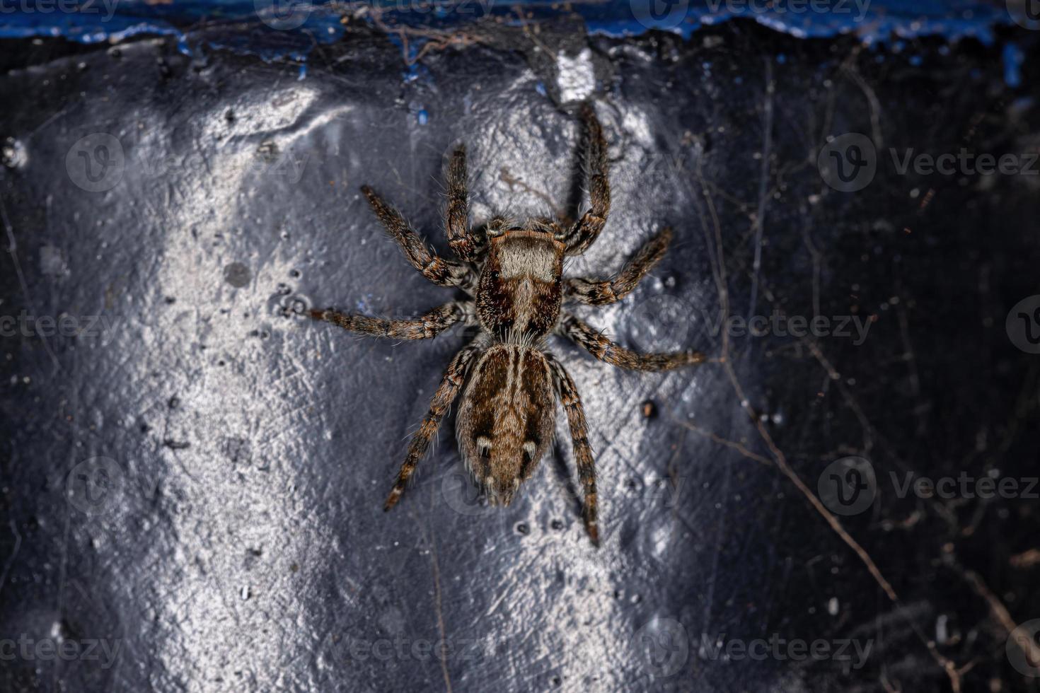 araña saltadora pantropical hembra adulta foto